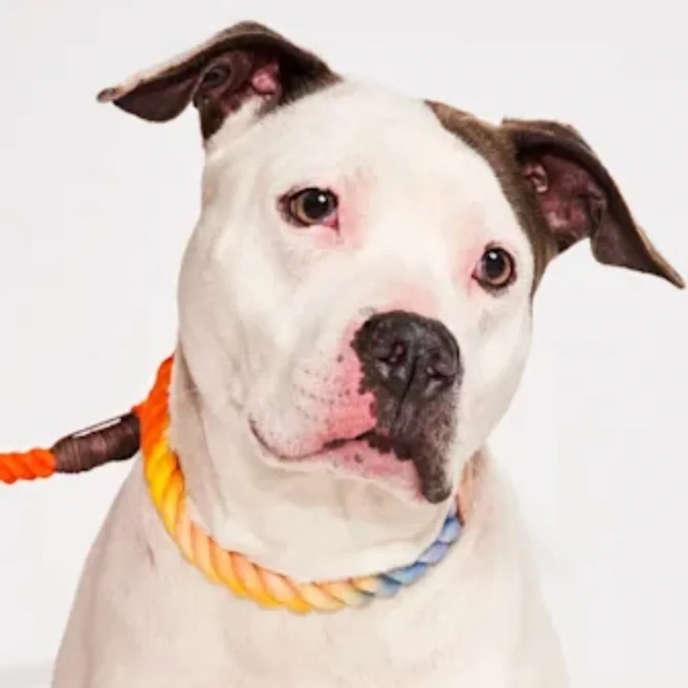 NWT Found My Animal Rope Leather Collar S & M